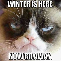 Image result for Kitty Winter Meme