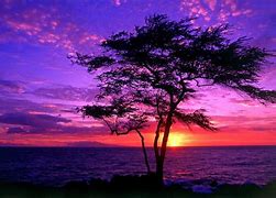 Image result for trees silhouettes sunsets wallpapers
