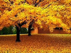 Image result for Memory Palace Golden Ratio Tree