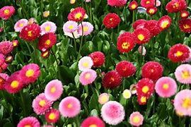 Image result for Galaxy Rose Pattern