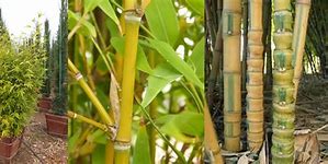 Image result for Phyllostachys aurea 