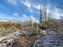 Image result for Arizona Desert Winter