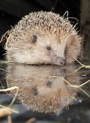 Image result for European Hedgehog