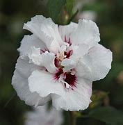 Image result for Hibiscus syr. Lady Stanley
