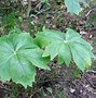 Image result for Wild May Apple