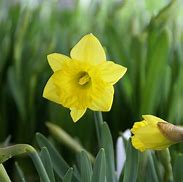Image result for Narcissus obvallaris