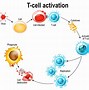 Image result for Memory T and B Cells
