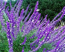 Image result for Fall Blooming Perennials Zone 7