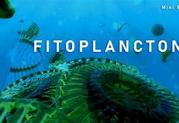 Image result for fitoplanctin