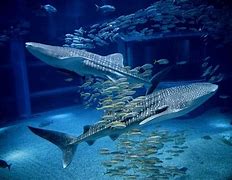 Image result for Osaka Aquarium Giant Fish State Front