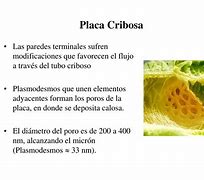 Image result for criboso