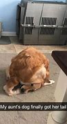 Image result for Meme Golden Retriever Puppy When You Follow the Tutoral