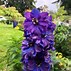 Image result for Delphinium magic fountain Dark Blue/White Bee