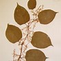 Image result for Fallopia japonica Rosea