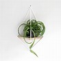 Image result for Rustic Wall Mounted Plant Hangers