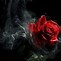 Image result for Gothic Red Rose in Black Background