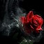 Image result for Gothic Rose Garden