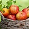 Image result for Fall Apple Food