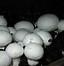 Image result for What Does a Gram of Mushrooms Look Like