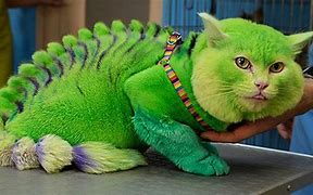 Image result for Most Expensive Pet