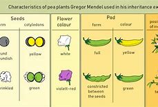 Image result for Pea Size Mean