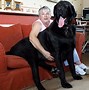 Image result for Biggest Dog On Earth