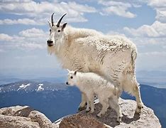 Image result for American Mountain Goat