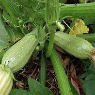 Image result for Lebanese Zucchini