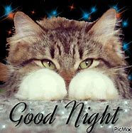 Image result for Good Night Kitty Meme