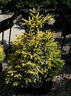 Image result for Picea Orientalis Firefly