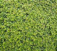 Image result for Light Green Hedge Texture
