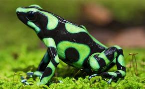 Image result for Pretty Frogs