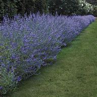 Image result for Caryopteris clandonensis Grand Bleu