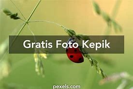 Image result for Foto Kepik