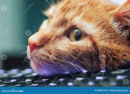 Image result for ginger cats keyboards