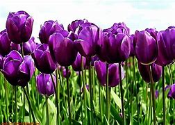 Image result for Dutch Tulips