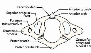 Image result for Cervical Vertebrae Labelled