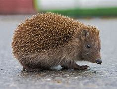 Image result for Speculative Evolution Hedgehog