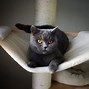 Image result for British Blue Cat