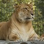 Image result for �liger