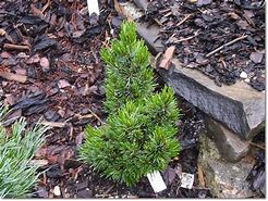 Image result for Pinus aristata Silver Love
