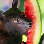 Image result for What Do Indiana Bats Eat