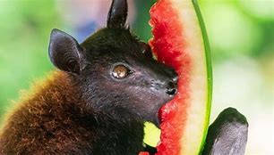 Image result for big brown bats diet