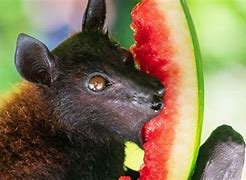Image result for Bat as Food