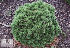 Image result for Pinus mugo Minimops
