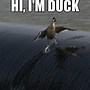 Image result for ducks memes