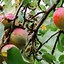Image result for Apple-Picking NY