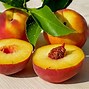Image result for Peach Tree Leaves