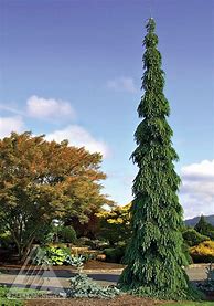 Image result for Weeping White Spruce