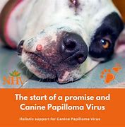 Image result for Dogs to Human Papillomavirus